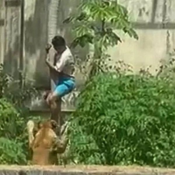 Tragedia en Brasil: Joven muere destrozado tras saltar valla de seguridad para provocar a una leona