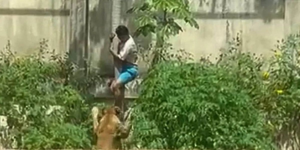Tragedia en Brasil: Joven muere destrozado tras saltar valla de seguridad para provocar a una leona