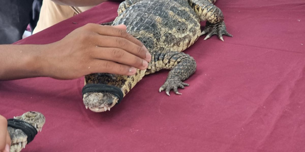 En disminución captura de cocodrilos en el sur de Tamaulipas