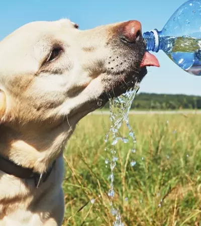 ¿Cómo cuidar la salud de tus mascotas en temporada de calor?