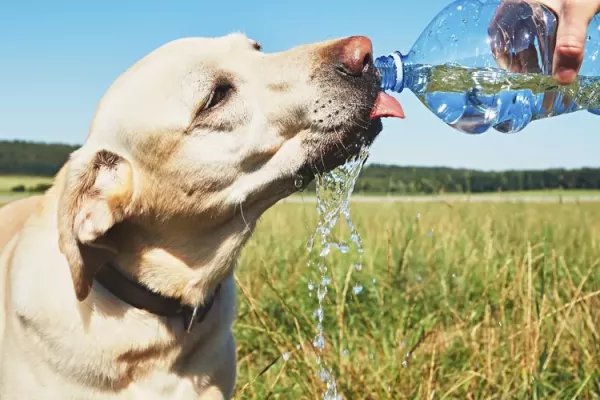 ¿Cómo cuidar la salud de tus mascotas en temporada de calor?