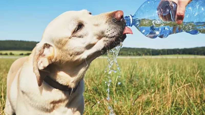 ¿Cómo cuidar la salud de tus mascotas en temporada de calor?