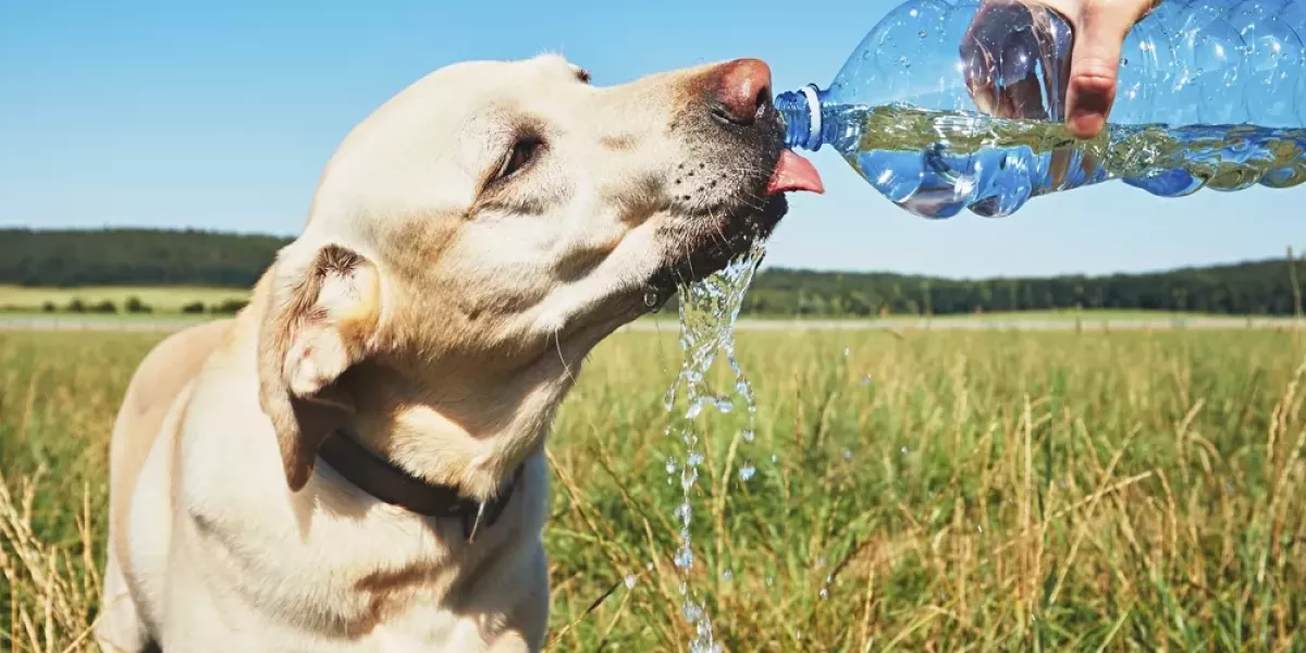 ¿Cómo cuidar la salud de tus mascotas en temporada de calor?