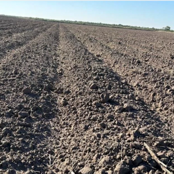 Sin créditos, no cultivan 7 de cada 10 hectáreas