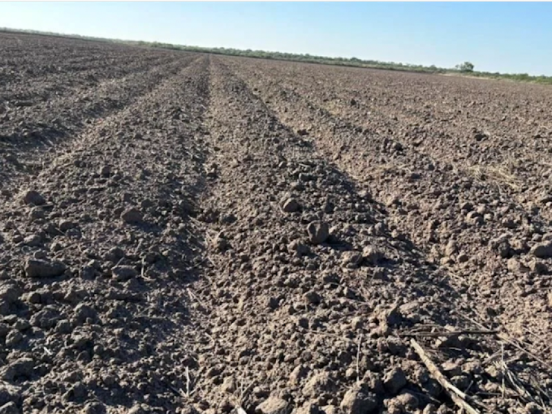 Sin créditos, no cultivan 7 de cada 10 hectáreas