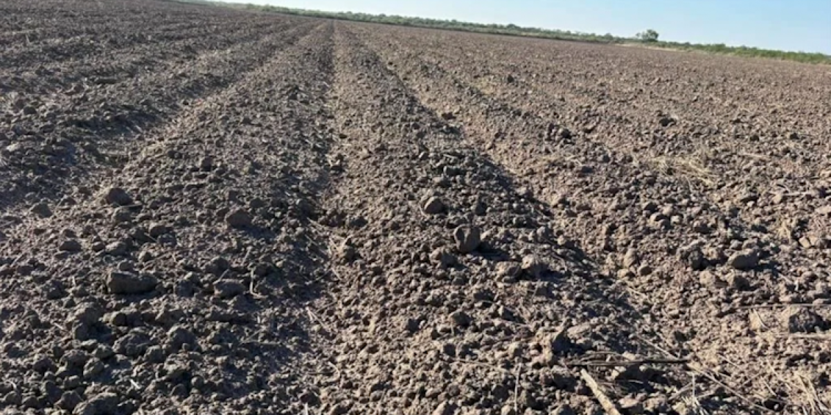 Sin créditos, no cultivan 7 de cada 10 hectáreas