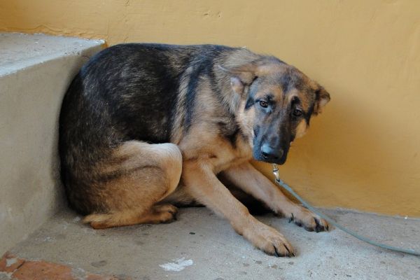 Entre la tradición y el daño invisible: pirotecnia, una amenaza para animales y personas con autismo en Tamaulipas