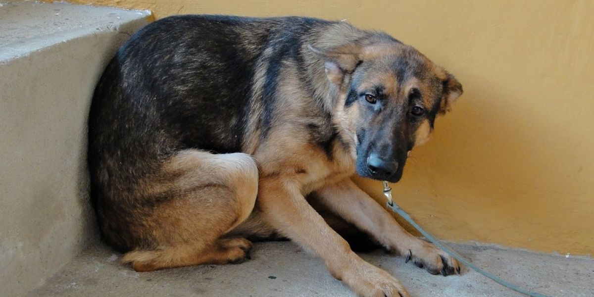 Entre la tradición y el daño invisible: pirotecnia, una amenaza para animales y personas con autismo en Tamaulipas