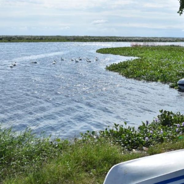 Pez diablo disminuye en laguna de Champayán