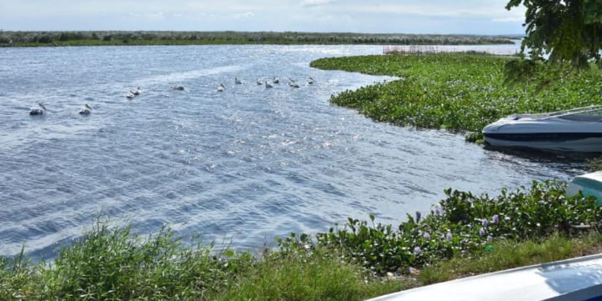 Pez diablo disminuye en laguna de Champayán