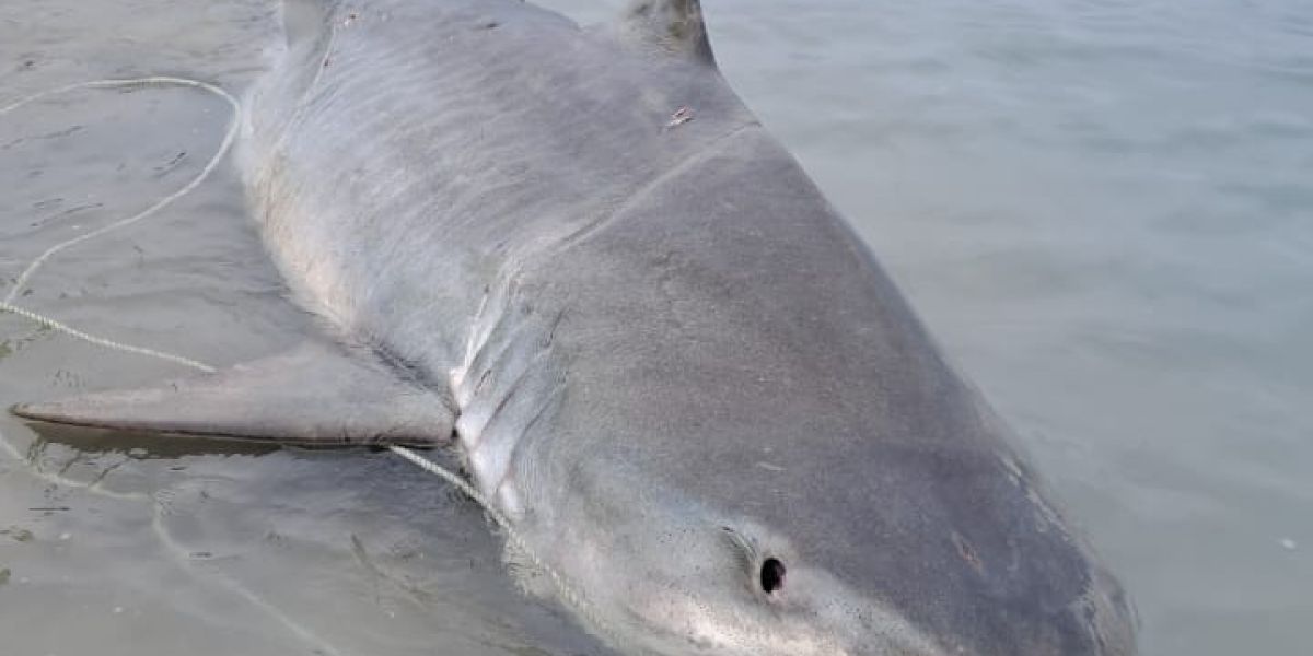 Preocupa presencia de tiburones en costas tamaulipecas