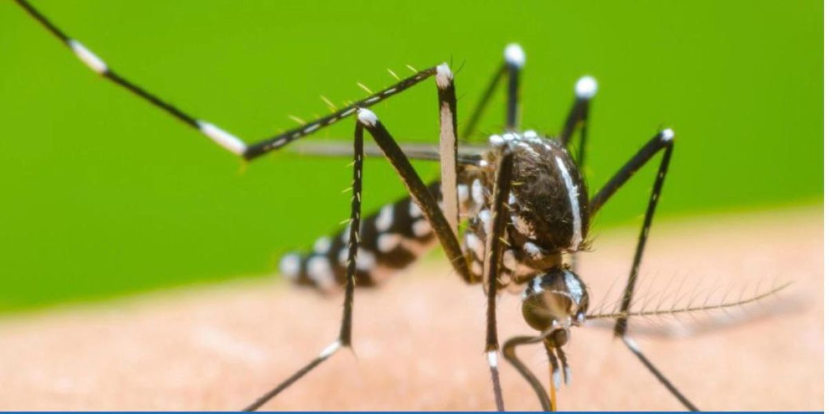 Dengue se hace selectivo: 60% de víctimas son niños