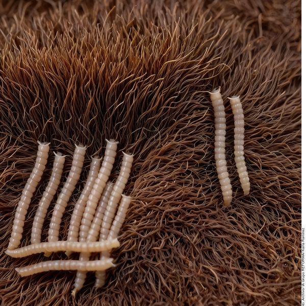 Reportan caso de gusano barrenador en humanos en Guerrero 