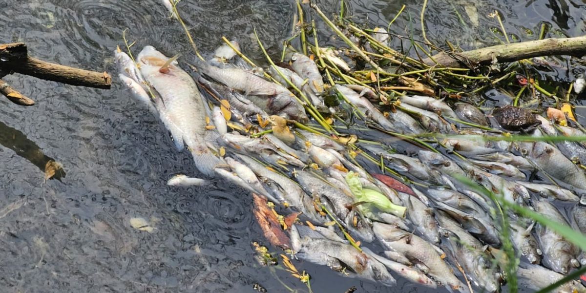 Activan respuesta inmediata por mortandad peces en canal de El Mante