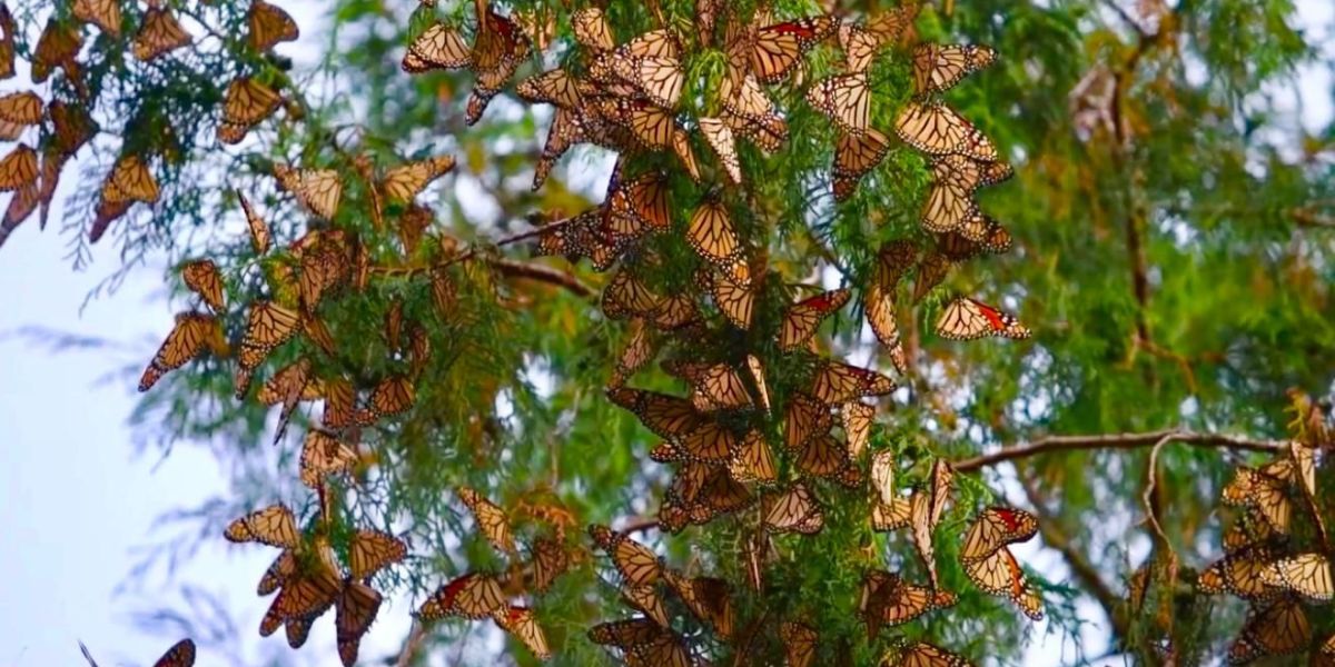 Impulsa Gobierno de Tamaulipas conservación de la ruta migratoria de la mariposa monarca