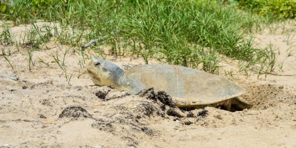 Duplica Tamaulipas la liberación de tortuga lora durante la actual temporada