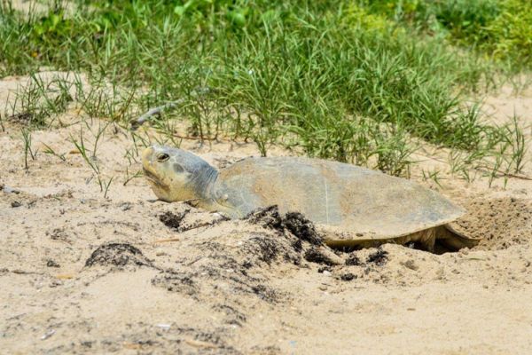 Duplica Tamaulipas la liberación de tortuga lora durante la actual temporada