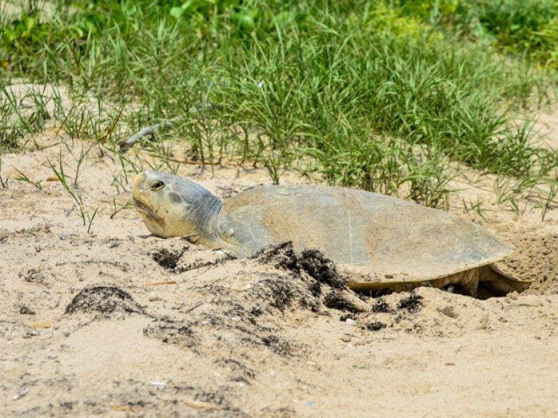 Duplica Tamaulipas la liberación de tortuga lora durante la actual temporada