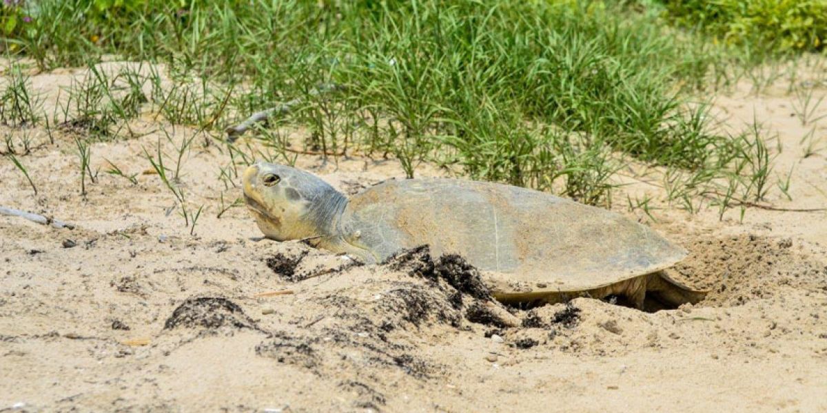 Duplica Tamaulipas la liberación de tortuga lora durante la actual temporada