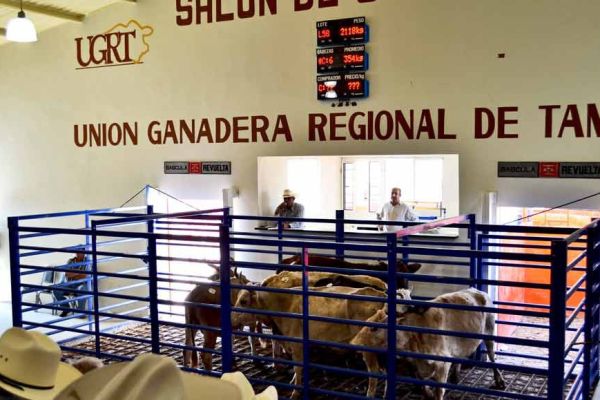 Se mantiene fuerte el mercado ganadero; comercializan 474 cabezas en subasta de Reynosa