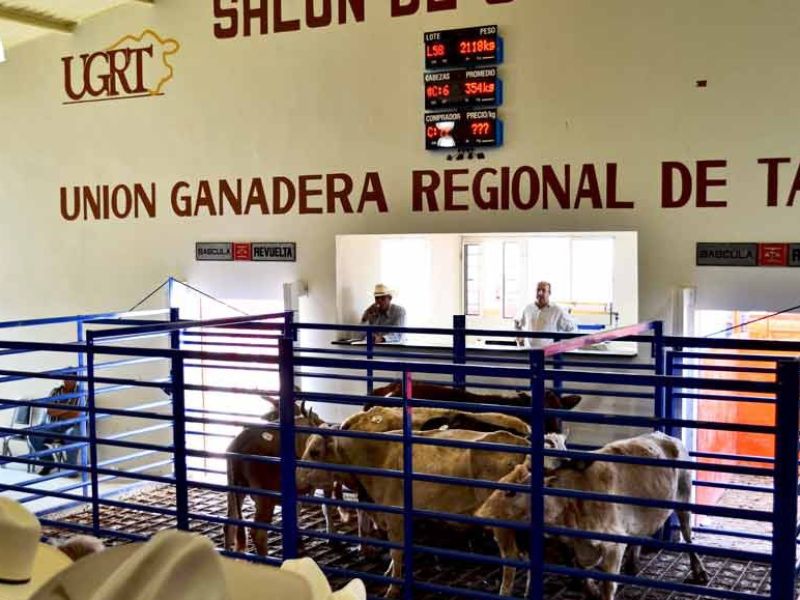 Se mantiene fuerte el mercado ganadero; comercializan 474 cabezas en subasta de Reynosa