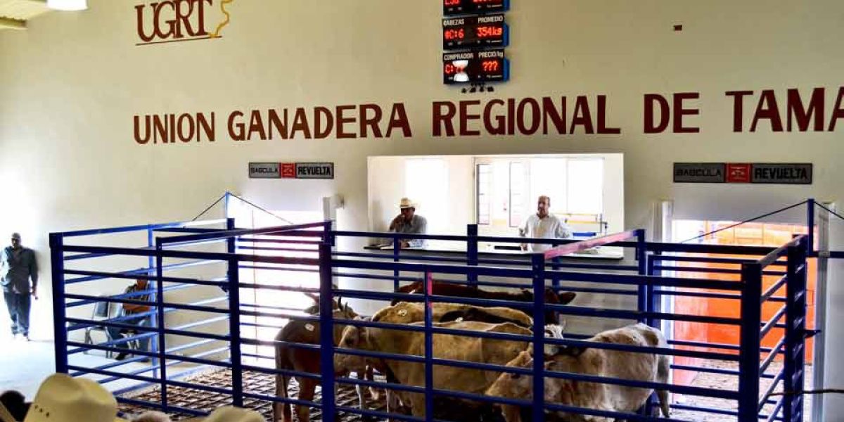 Se mantiene fuerte el mercado ganadero; comercializan 474 cabezas en subasta de Reynosa