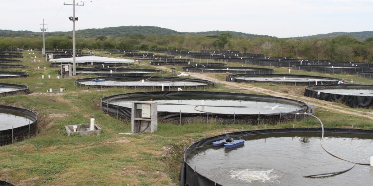 Abre Agricultura reinscripciones para el Programa Especial de Energía para el Campo 2025