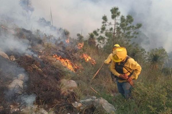 Vegetación quemada por heladas elevan riesgo de incendios forestales; PC