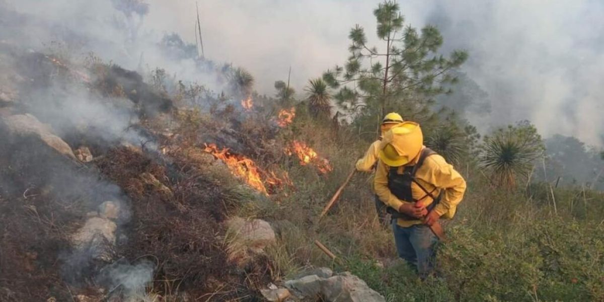 Vegetación quemada por heladas elevan riesgo de incendios forestales; PC