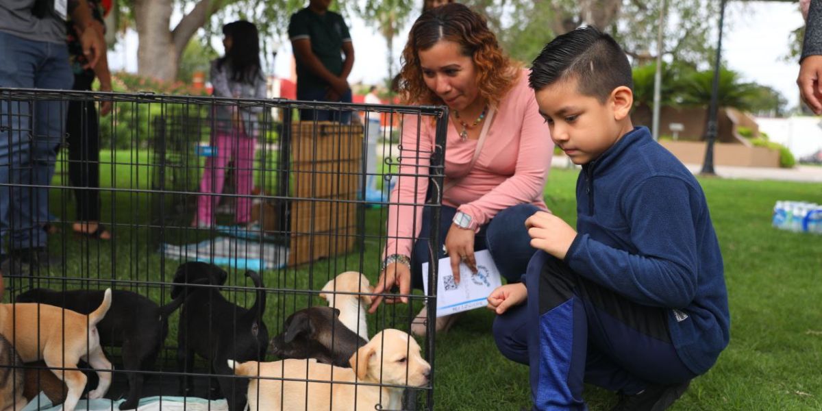 Invita dirección de bienestar animal a feria de adopción canina y felina en día del amor y la amistad