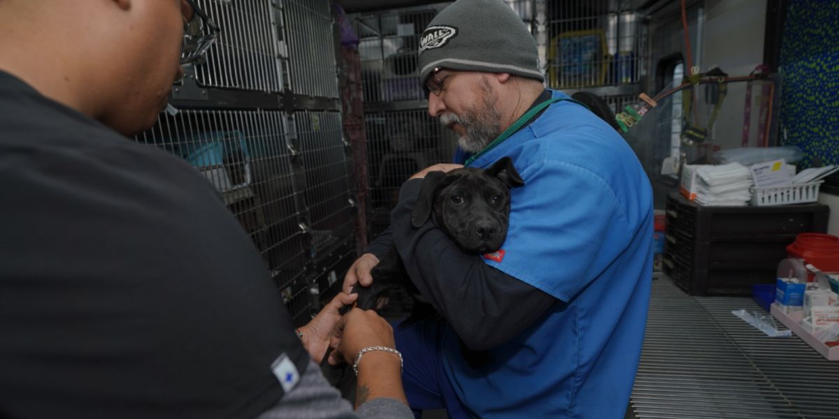 Arranca campaña de esterilización de perros y gatos callejeros del gobierno municipal