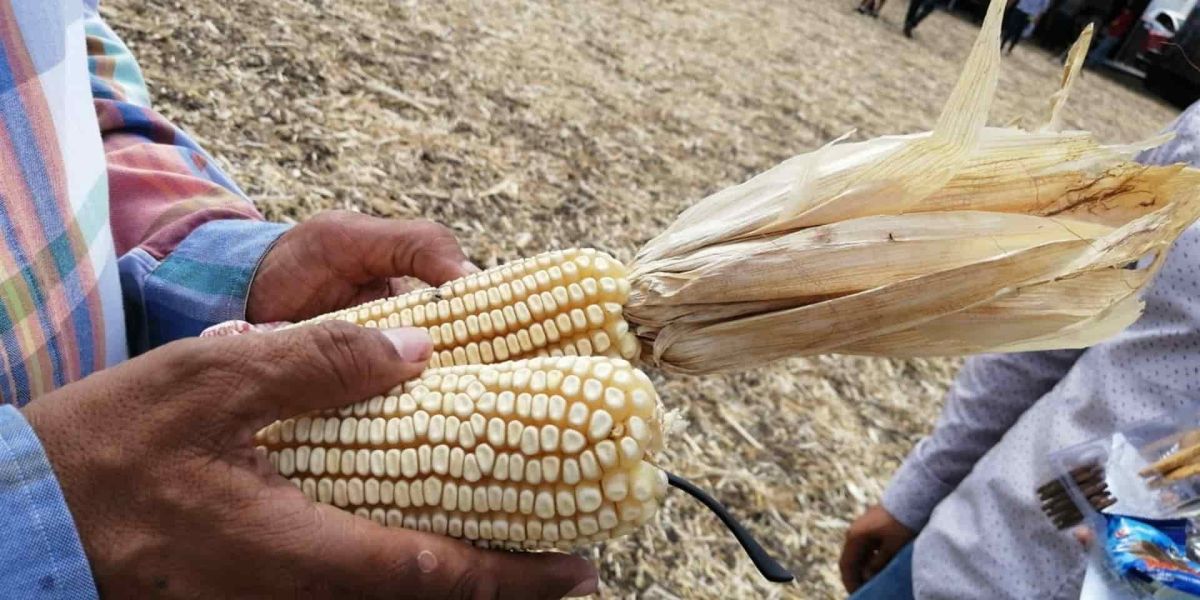 Impulsan siembra de maíz blanco en Tamaulipas