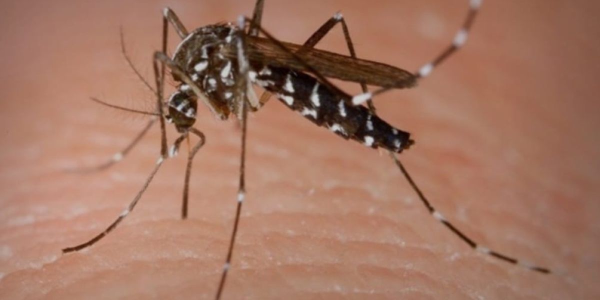 Salud investiga 9 defunciones por dengue en Tamaulipas