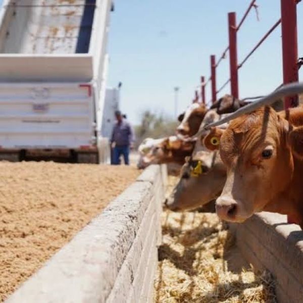 Reactivan exportación de ganado en Tamaulipas con 550 cabezas: UGRT