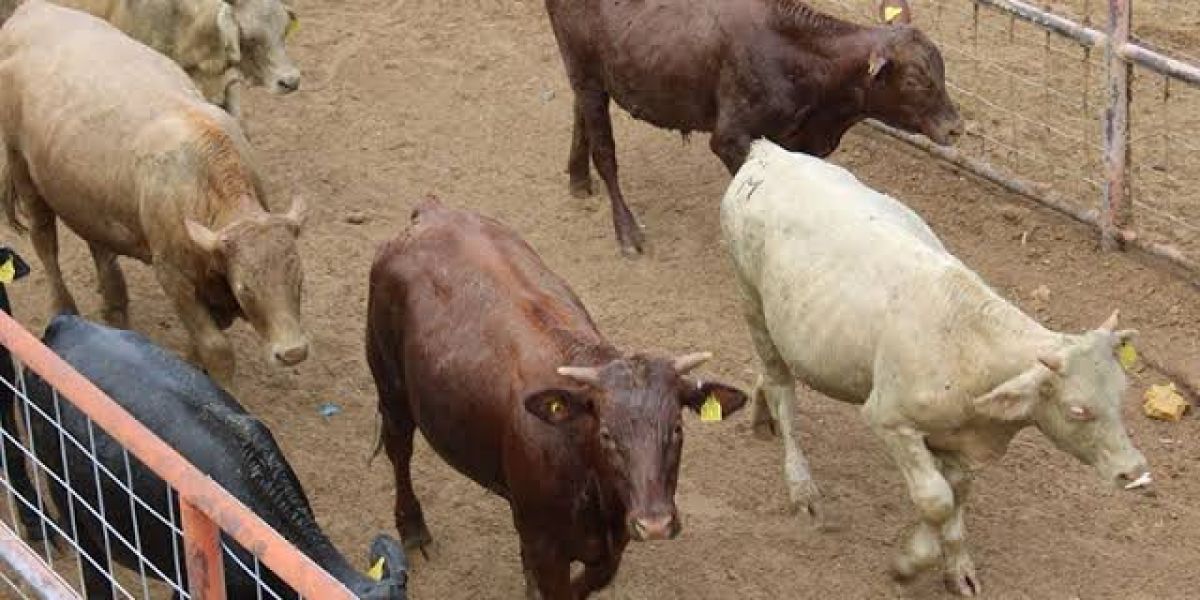 Liberan “Mosca estéril” para combatir y erradicar el gusano barrenador