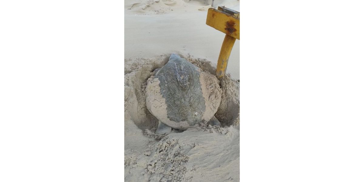 Llaman a proteger la Tortuga Lora