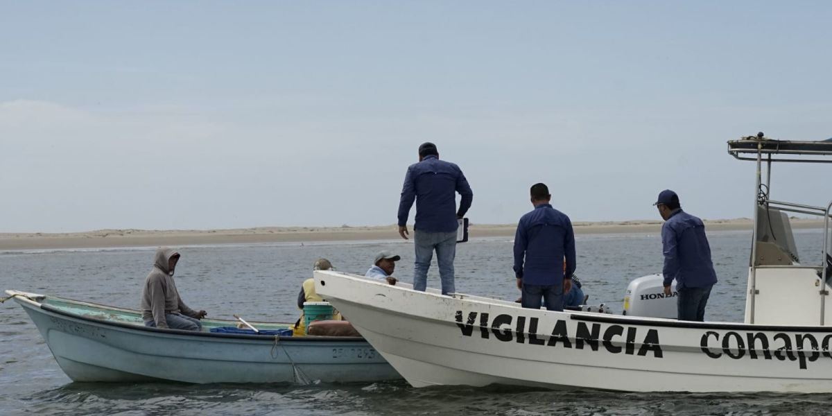 En vigor la veda de tiburón en costas de Tamaulipas