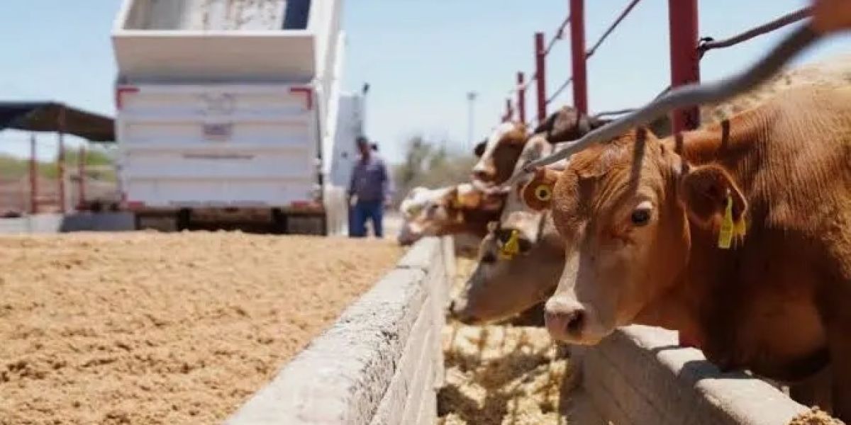 Estados Unidos amenaza con cerrar frontera a ganado tamaulipeco