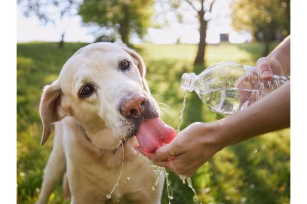 Cómo cuidar a tu mascota para evitar un golpe de calor