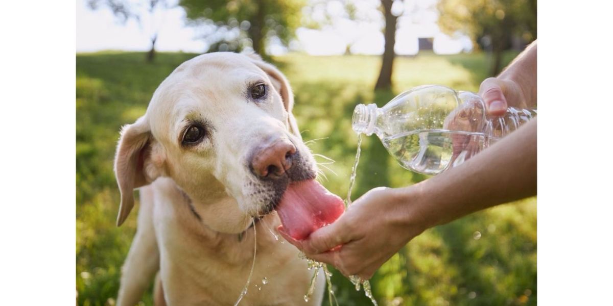 Cómo cuidar a tu mascota para evitar un golpe de calor