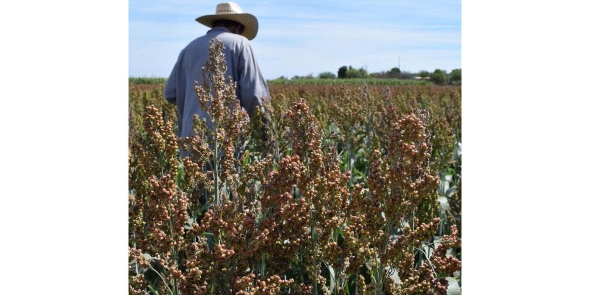 Prevén la peor crisis en sorgo y maíz en 25 años