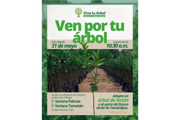 Invitan a adoptar árboles de limón este sábado en Ciudad Victoria