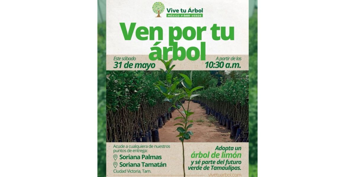 Invitan a adoptar árboles de limón este sábado en Ciudad Victoria