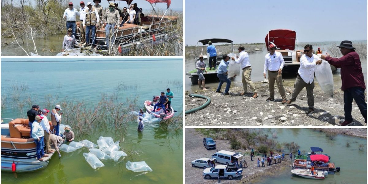 Siembran lobinas en la presa Vicente Guerrero para impulsar la pesca deportiva
