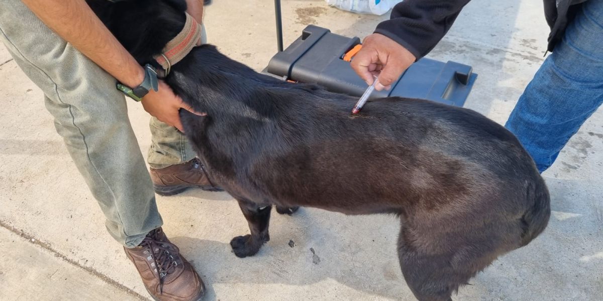 Ni las mascotas se salvan; Jurisdicción Sanitaria alerta sobre vacunador ‘pirata’