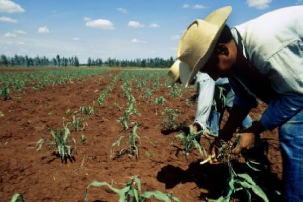 Productores en crisis pese a lluvias: CNC advierte desplome del sorgo y abandono del campo