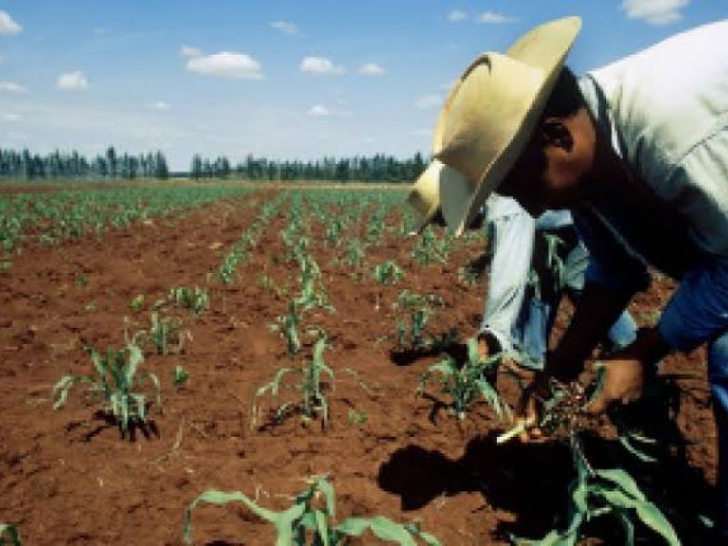 Productores en crisis pese a lluvias: CNC advierte desplome del sorgo y abandono del campo