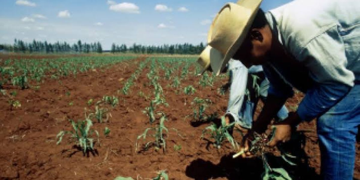 Productores en crisis pese a lluvias: CNC advierte desplome del sorgo y abandono del campo
