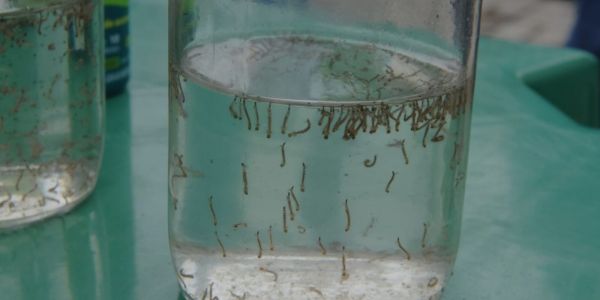 Suman 300 casos de dengue en Tamaulipas