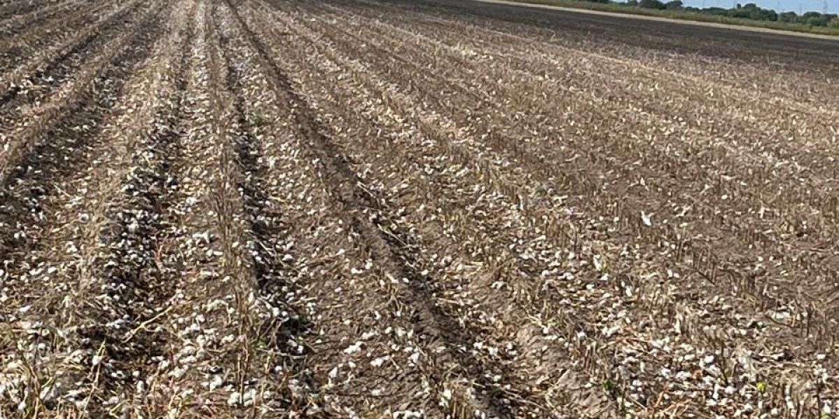 Algodoneros de Río Bravo cumplen con norma fitosanitaria y destruyen residuos del cultivo